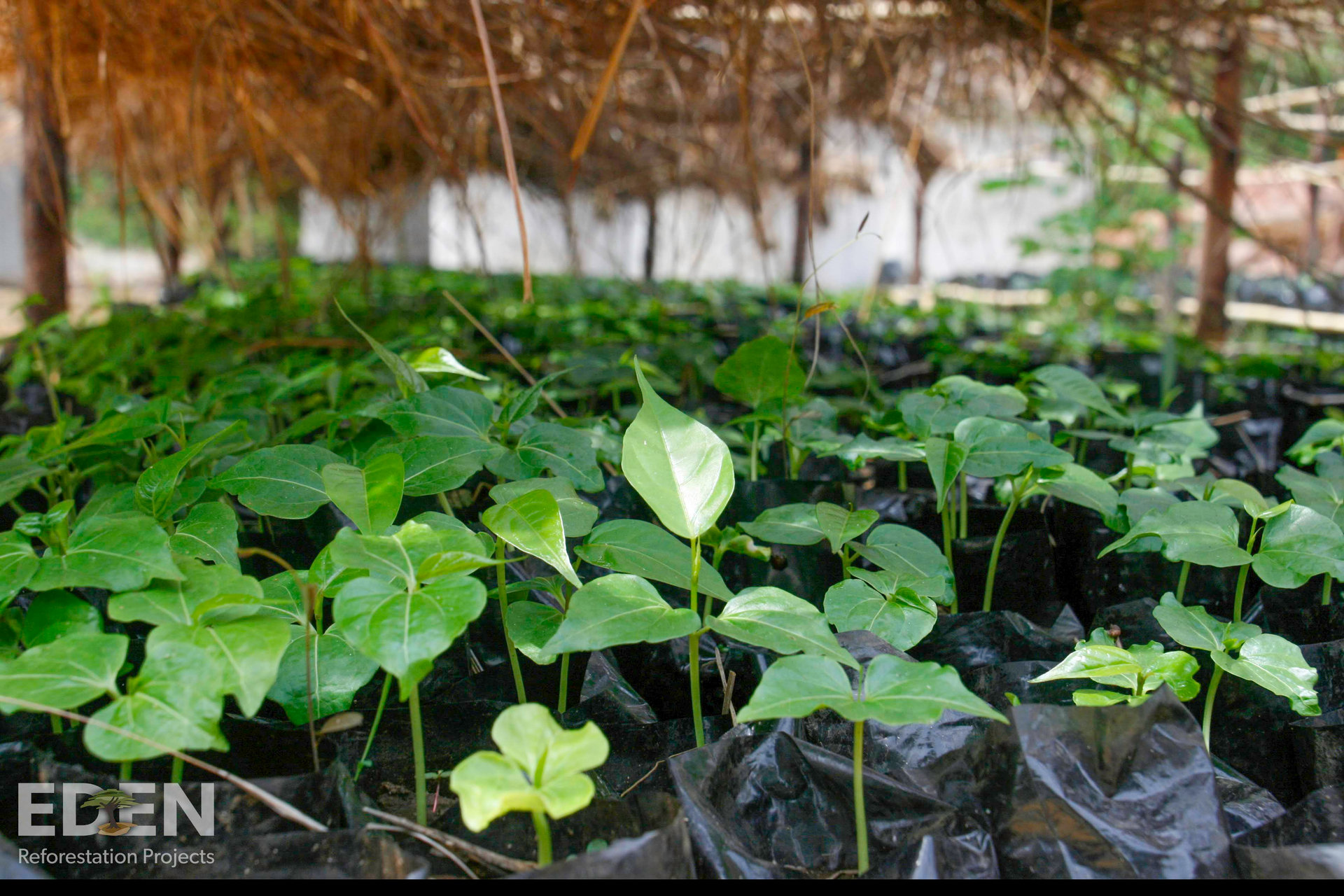 SEIS supports EDEN projects